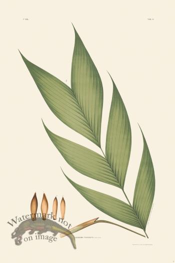 Rodrigues Palm Front 023